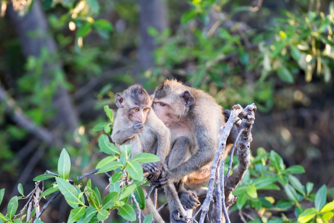 A group of macaques settled on top of the mangrove trees